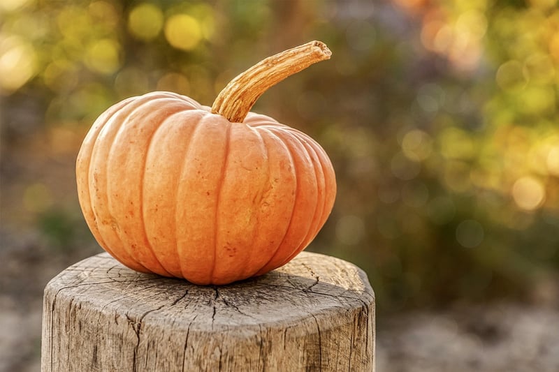 Autumn Harvest