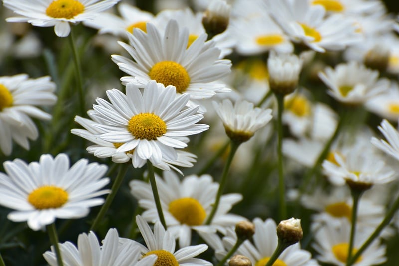 Spring Blossoms